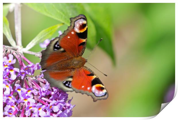 Beautiful vibrant Peacock Butterfly Print by Simon Marlow