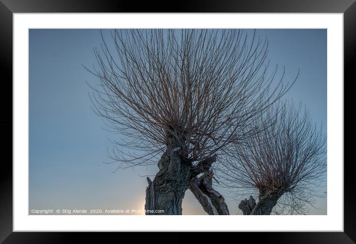 willow trees  with many thin branches against the  Framed Mounted Print by Stig Alenäs