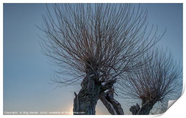 willow trees  with many thin branches against the  Print by Stig Alenäs