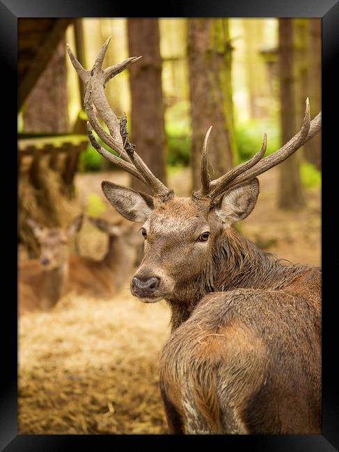 Stag deer Framed Print by Zita Stanko