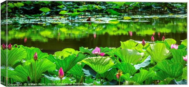 Pink Lotus Garden Reflection Summer Palace Beijing Canvas Print by William Perry