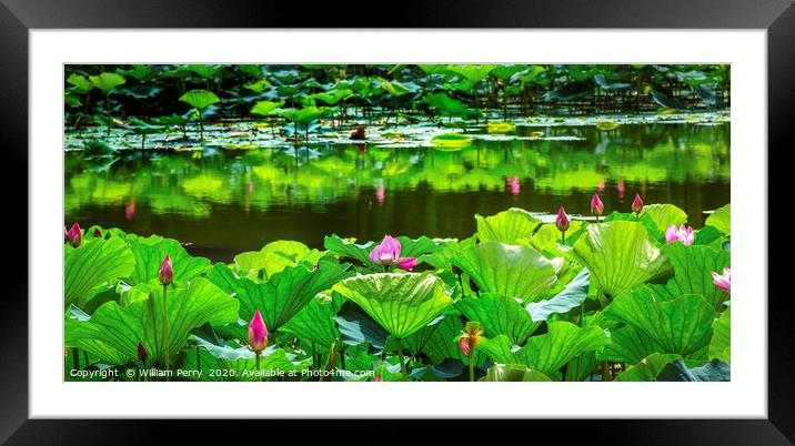Pink Lotus Garden Reflection Summer Palace Beijing Framed Mounted Print by William Perry
