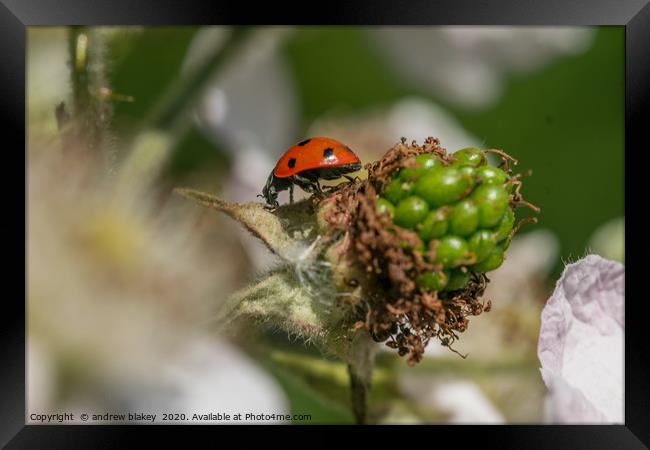 Vibrant Ladybird on a Blossoming Plant Framed Print by andrew blakey