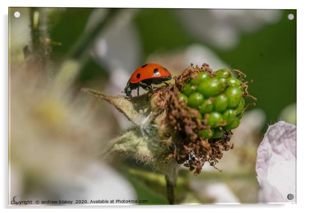 Vibrant Ladybird on a Blossoming Plant Acrylic by andrew blakey