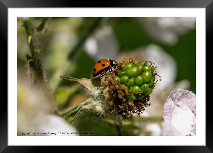 Red Ladybird Amongst Floral Beauty Framed Mounted Print by andrew blakey