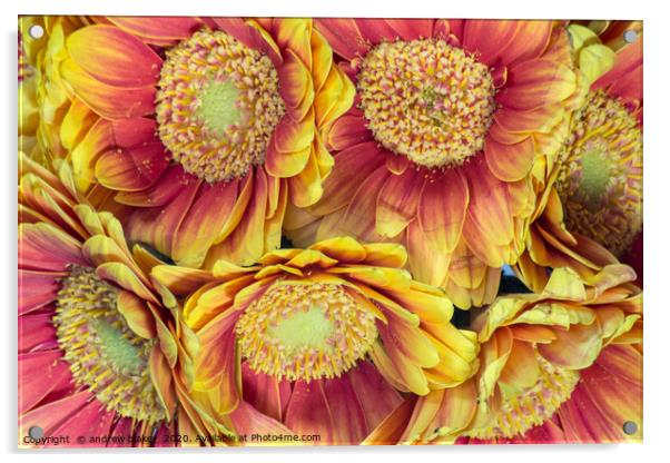Vibrant Germini Bouquet Acrylic by andrew blakey