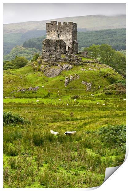 dolwyddelan  castle in Snowdonia,  wales  Print by Pere Sanz