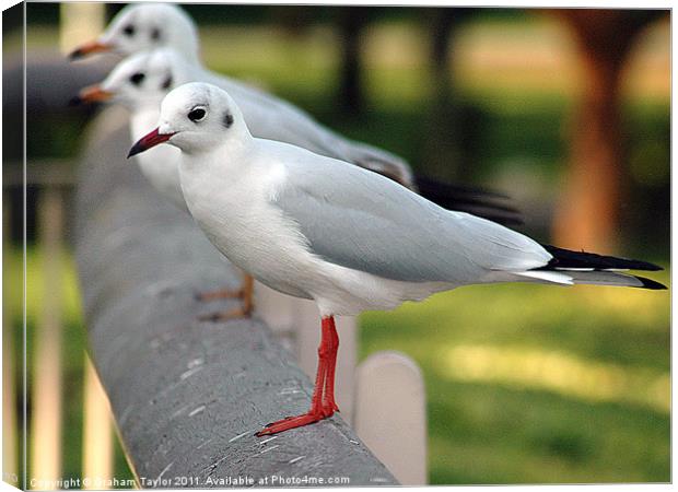 The Majestic Seagull Parade Canvas Print by Graham Taylor