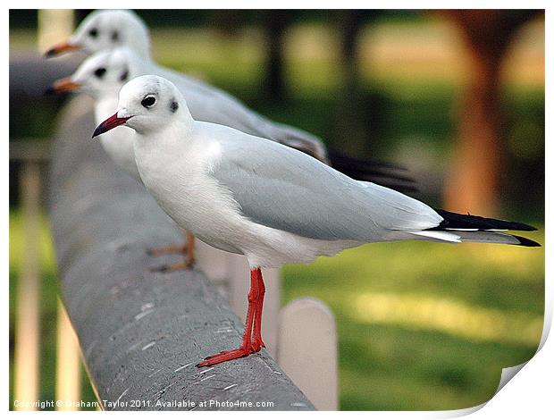 The Majestic Seagull Parade Print by Graham Taylor