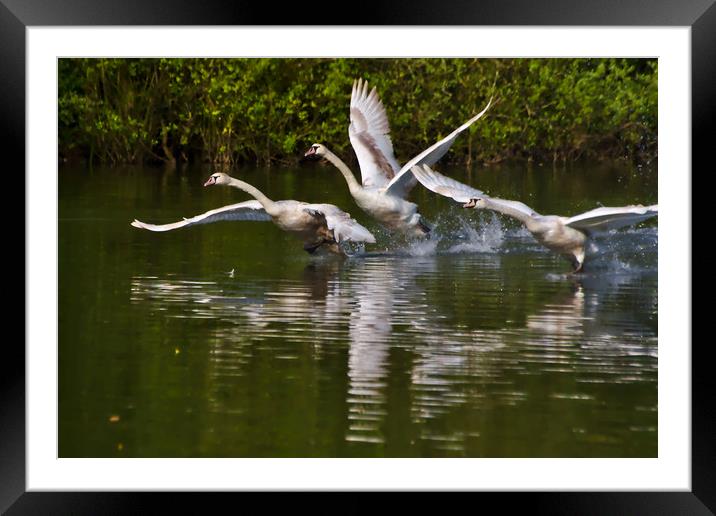 Juvenile Mute Swan Take-Off in Brackley Framed Mounted Print by Jeremy Hayden