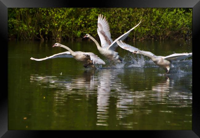 Juvenile Mute Swan Take-Off in Brackley Framed Print by Jeremy Hayden