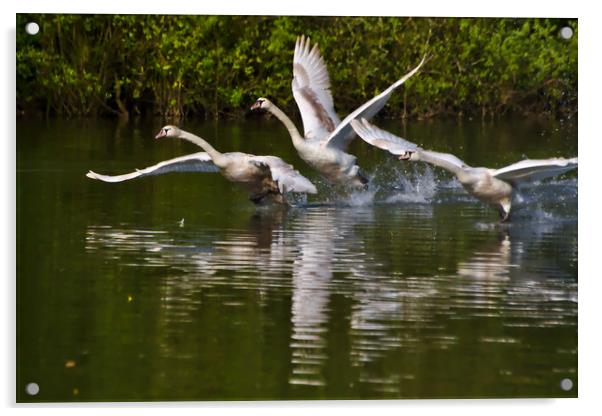 Juvenile Mute Swan Take-Off in Brackley Acrylic by Jeremy Hayden