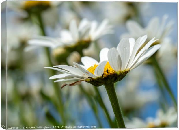 Oxeye Daisies Canvas Print by Angela Cottingham