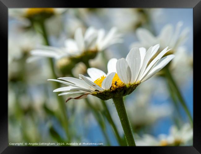 Oxeye Daisies Framed Print by Angela Cottingham