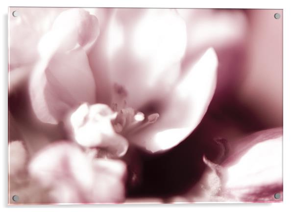 Apple Blossom Acrylic by Steven Shea