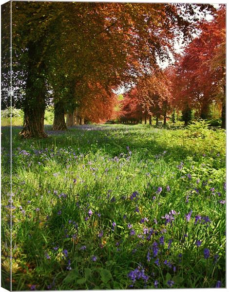 Blue bells and Beech trees Canvas Print by Susie Hawkins