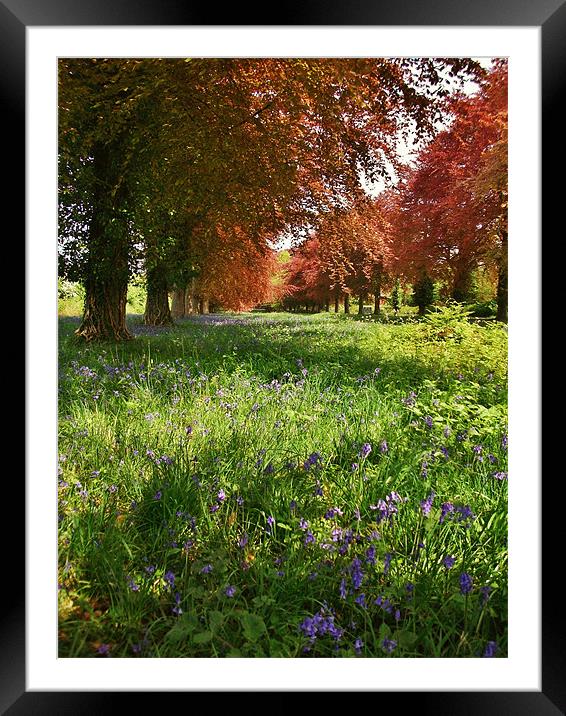 Blue bells and Beech trees Framed Mounted Print by Susie Hawkins