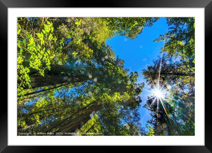 Tall Trees Redwoods National Park California Framed Mounted Print by William Perry