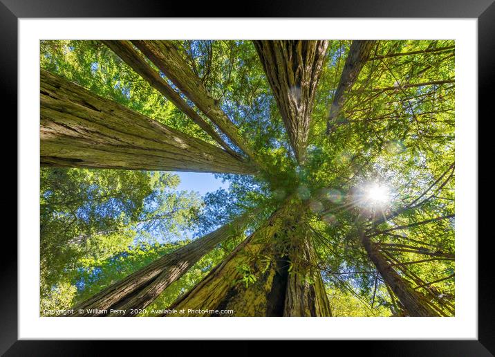 Tall Trees Towering Redwoods National Park Califor Framed Mounted Print by William Perry