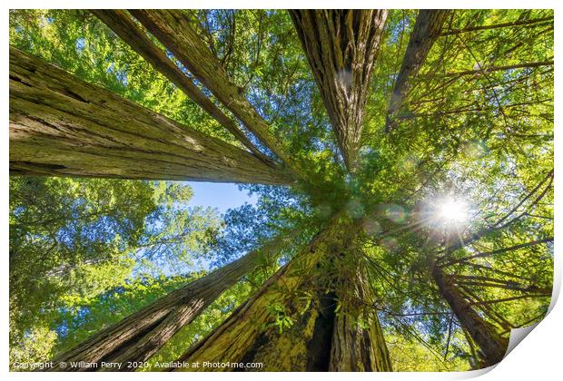 Tall Trees Towering Redwoods National Park Califor Print by William Perry