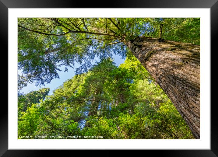 Tall Trees Towering Redwoods National Park Crescen Framed Mounted Print by William Perry