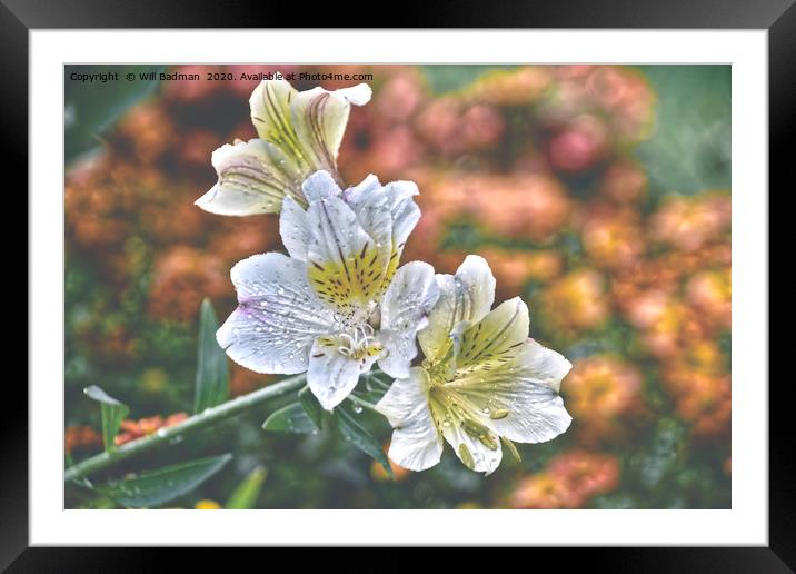 Colourful flowers Framed Mounted Print by Will Badman