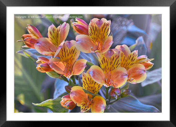 Colourful flowers  Framed Mounted Print by Will Badman