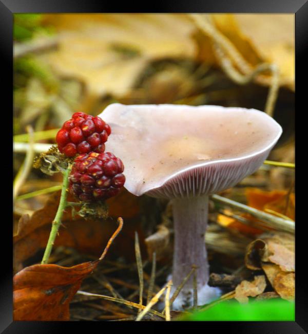 Fruity Mushroom Framed Print by Dave Williams