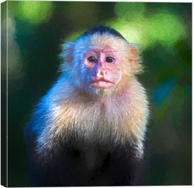 Square cropped white faced capuchin portrait Canvas Print by Jason Wells