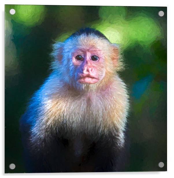 Square cropped white faced capuchin portrait Acrylic by Jason Wells