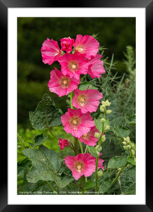 Hollyhock in bloom Framed Mounted Print by Alan Tunnicliffe