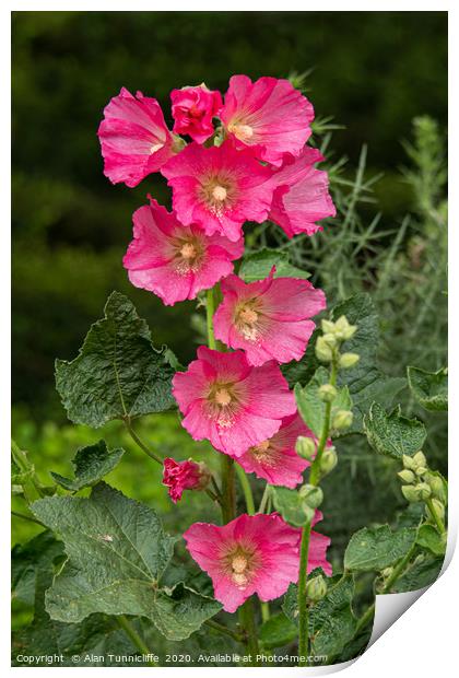 Hollyhock in bloom Print by Alan Tunnicliffe