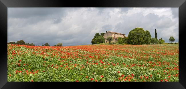 Poppies field around a rural country house in Cata Framed Print by Pere Sanz