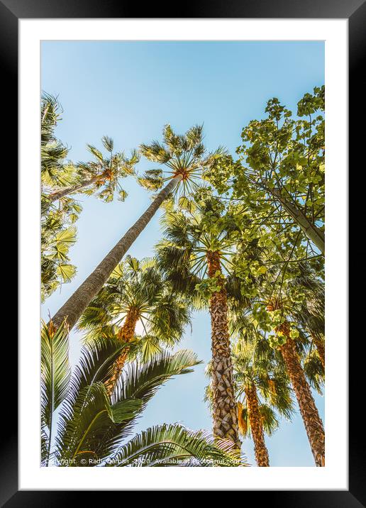 Palm Trees, Summer Beach Vibes, Coconut Leaves Framed Mounted Print by Radu Bercan