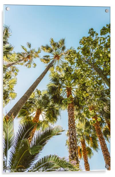 Palm Trees, Summer Beach Vibes, Coconut Leaves Acrylic by Radu Bercan