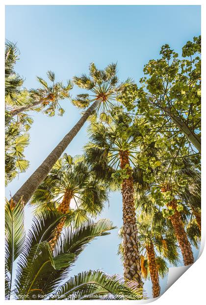 Palm Trees, Summer Beach Vibes, Coconut Leaves Print by Radu Bercan