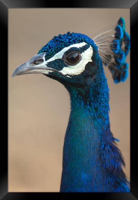 Indian peafowl (Pavo cristatus). Male (peacock).  Framed Print by Víctor Suárez Naranjo
