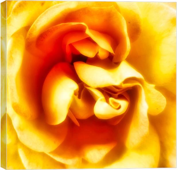 Rose Canvas Print by Torsten Radtke