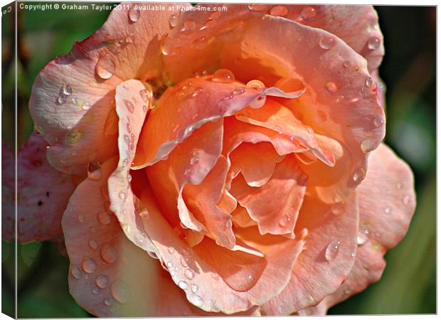 Wet Rose Canvas Print by Graham Taylor