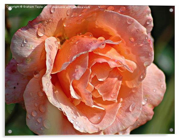 Wet Rose Acrylic by Graham Taylor