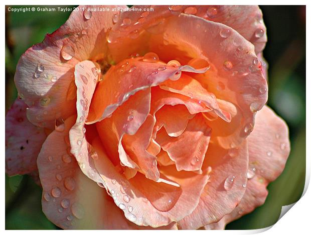 Wet Rose Print by Graham Taylor