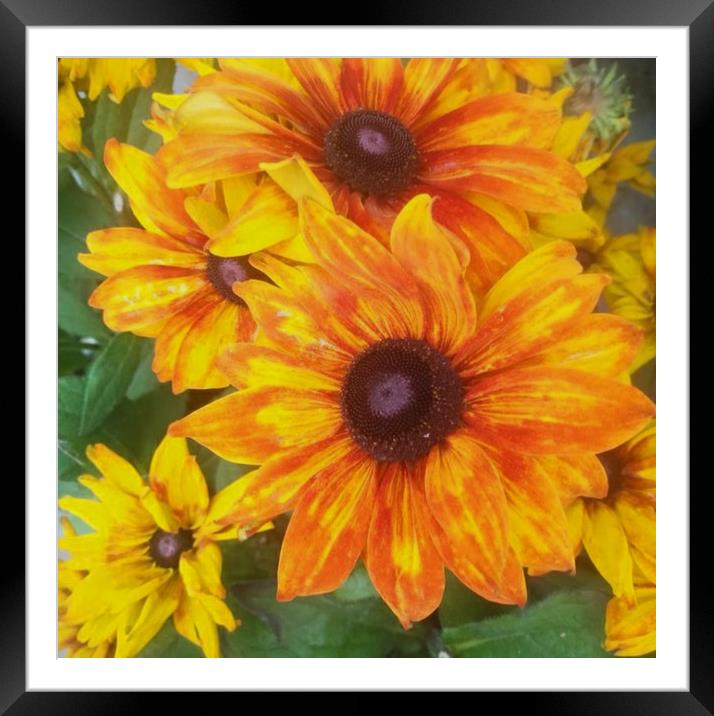 Vibrant sunflower Framed Mounted Print by Paddy 