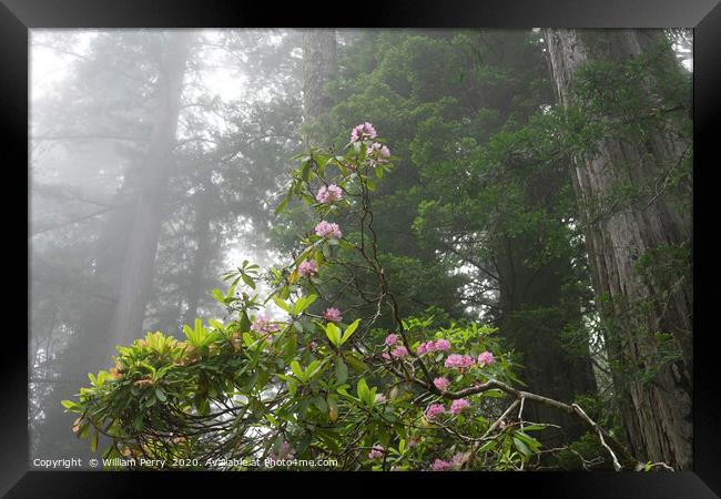 Towering Redwoods Pink Rhododendron National Park  Framed Print by William Perry