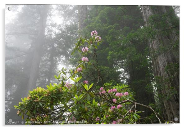 Towering Redwoods Pink Rhododendron National Park  Acrylic by William Perry