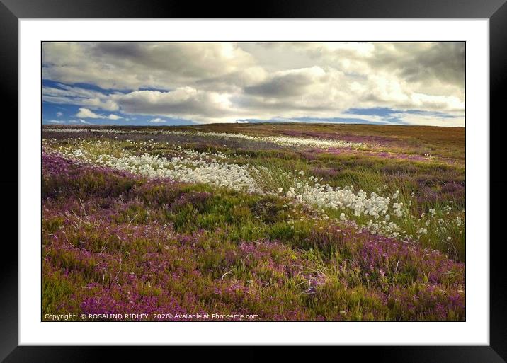 "Storm clouds over heather and cotton grass" Framed Mounted Print by ROS RIDLEY