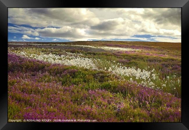 "Storm clouds over heather and cotton grass" Framed Print by ROS RIDLEY