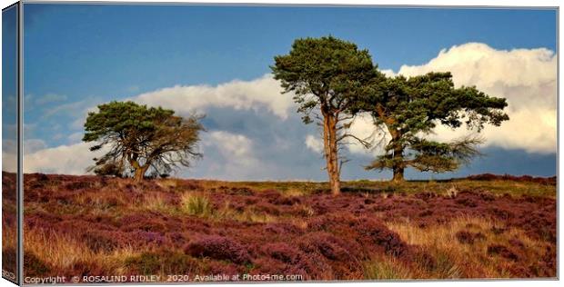 "Trees on the moors" Canvas Print by ROS RIDLEY