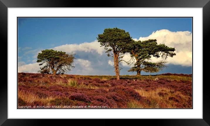"Trees on the moors" Framed Mounted Print by ROS RIDLEY