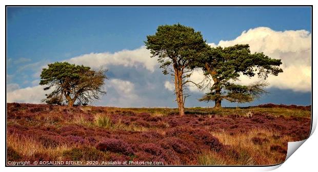 "Trees on the moors" Print by ROS RIDLEY