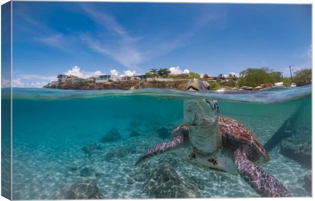 Green turtle coming up for air, Curacao, Caribbean Canvas Print by Gail Johnson